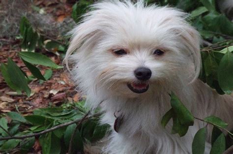 Maltipom Dog Breed Health, Training, Feeding, Temperament.